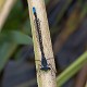 Pseudagrion deningi, Botswana--3